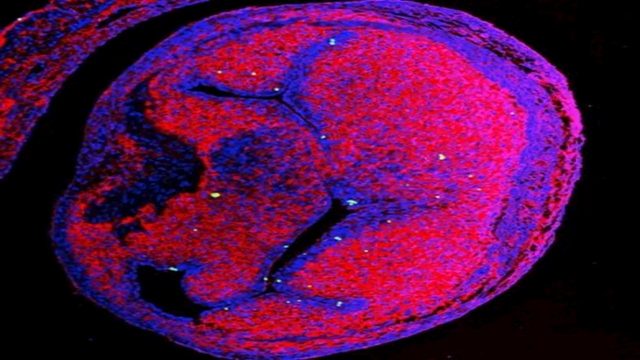 Nanoplastics found in the heart of chicken embryo raises health concerns