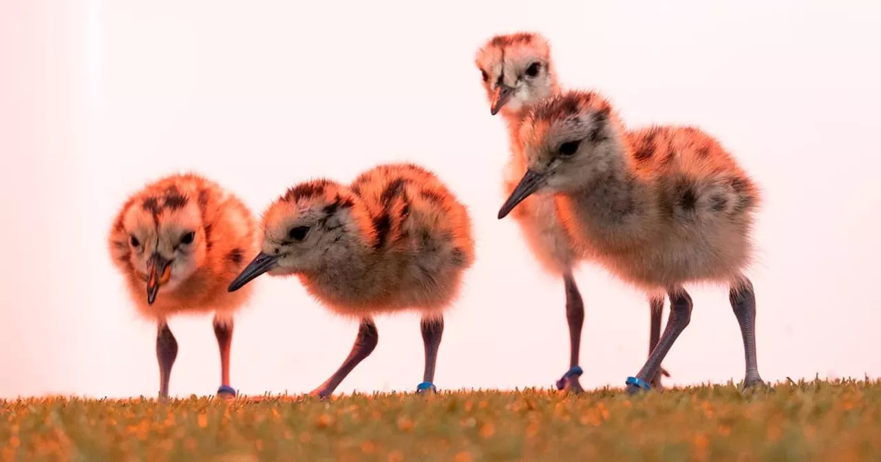 Twelve ‘critically endangered’ curlew chicks hatch at Fota Wildlife Park