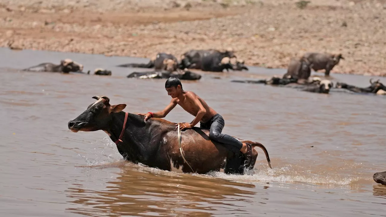 India swelters as heatwave brings record-breaking temperatures above 50C