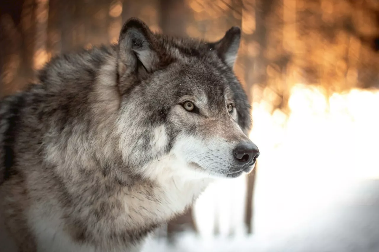 Algo estranho acontece com lobos infectados por um infame parasita que altera a mente