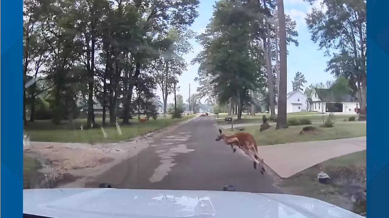 WATCH: Lufkin resident to police dispatch: 'That's a freakin' kangaroo'