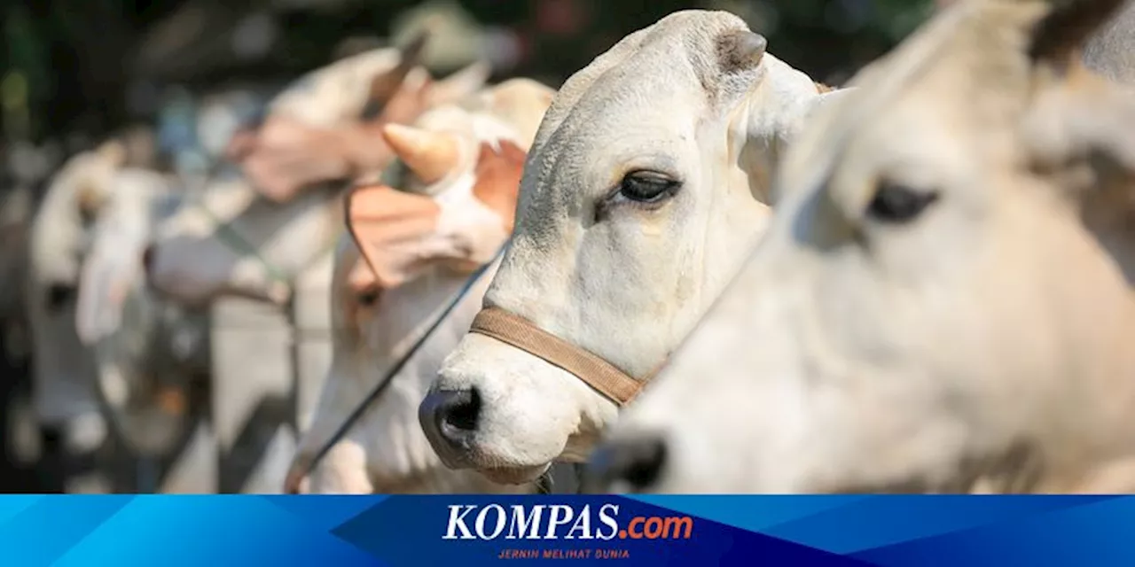 Ciri Sapi Bebas Antraks, Perhatikan Sebelum Beli Hewan Kurban