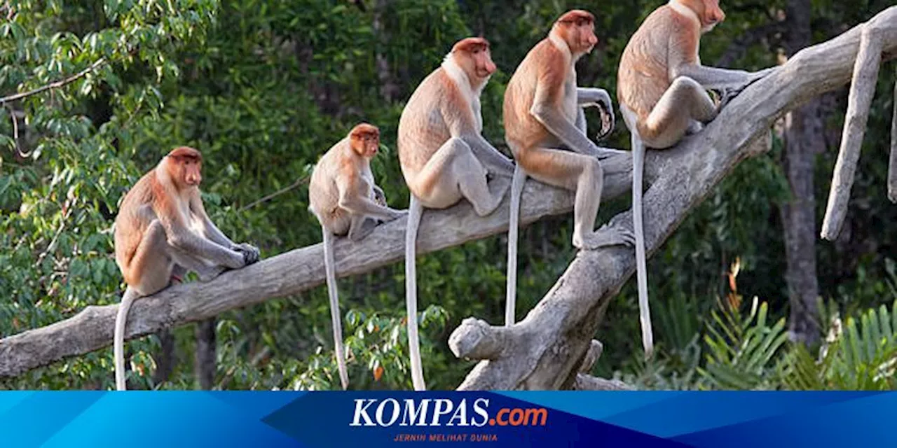 Kenapa Bekantan Punya Hidung yang Aneh?