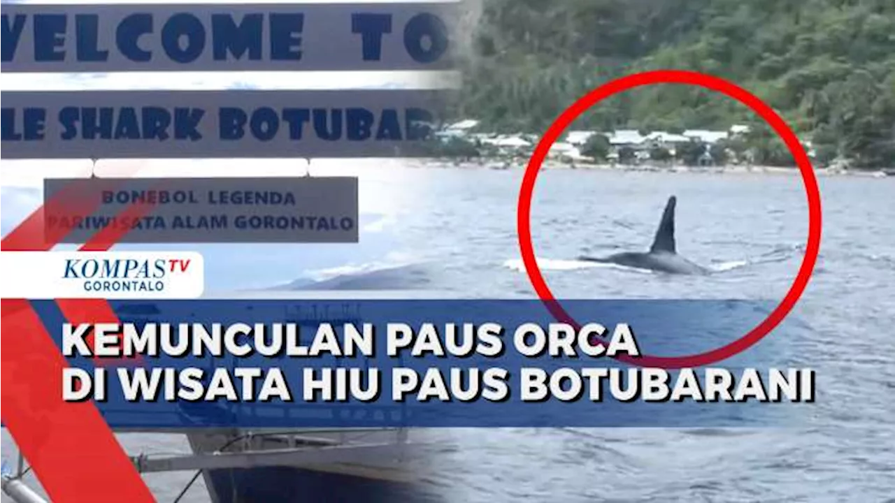 Hiu Paus di Objek Wisata Botubarani Hilang Usai Kemunculan Kawanan Paus Orca