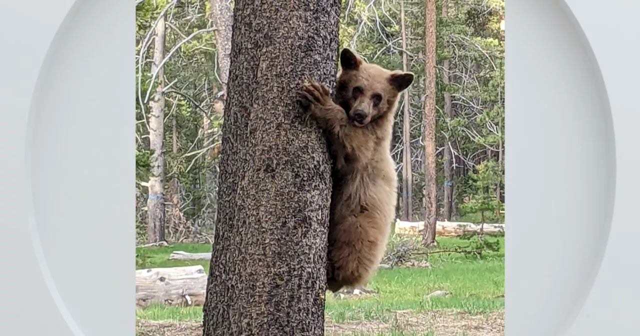 Property owner shoots and kills bear cub that entered South Lake Tahoe home