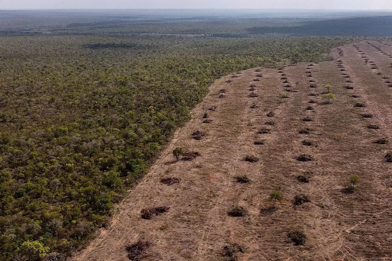 Brésil : après l’Amazonie, la déforestation gagne le Cerrado, dans l’indifférence générale