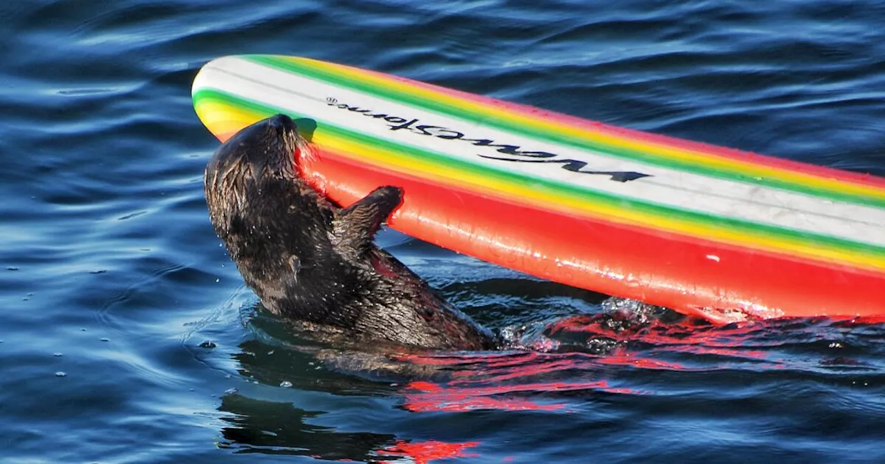 California’s surfboard-mooching sea otter has returned to Santa Cruz for the summer