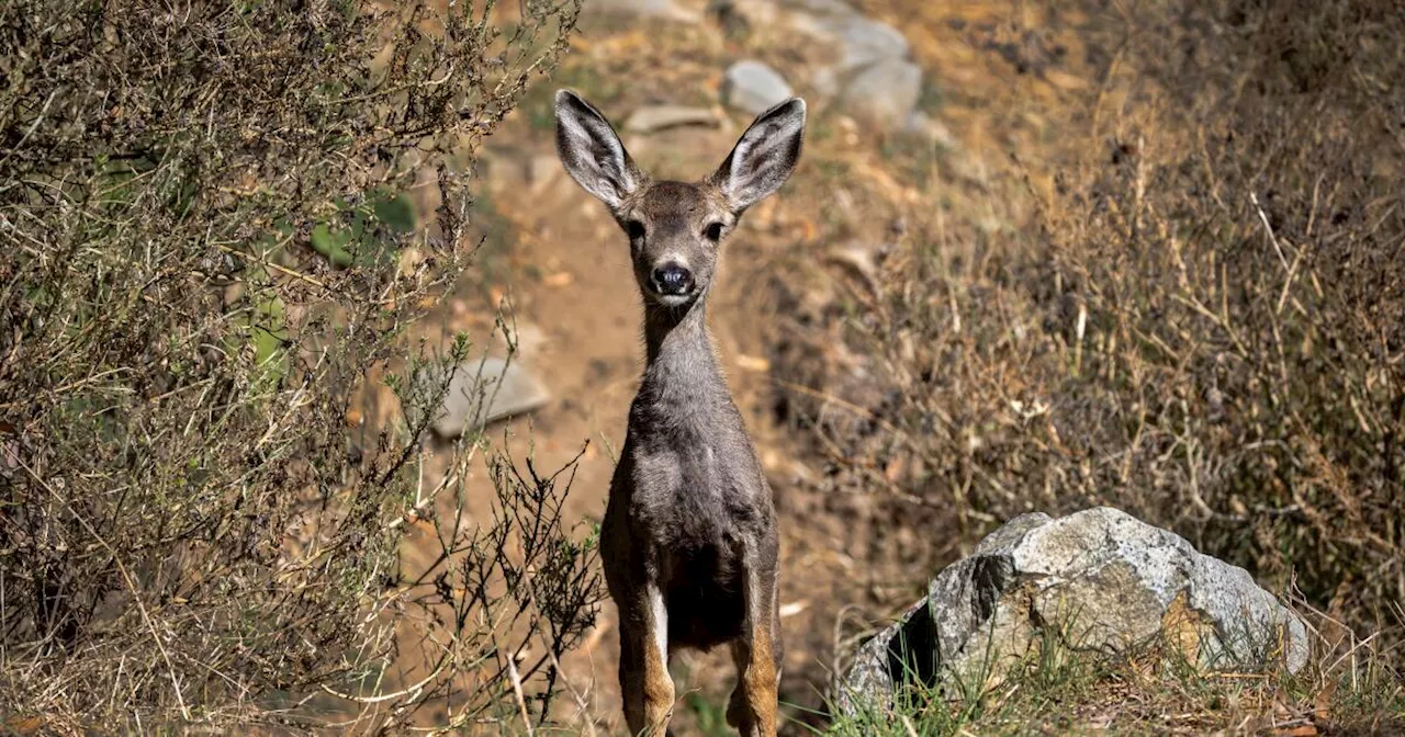 Catalina's invasive mule deer are spared death from above. They still face an uncertain fate