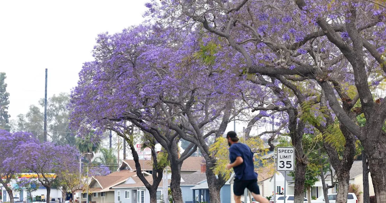 Jacarandas are blooming now in L.A., but why are some lagging behind the purple party?
