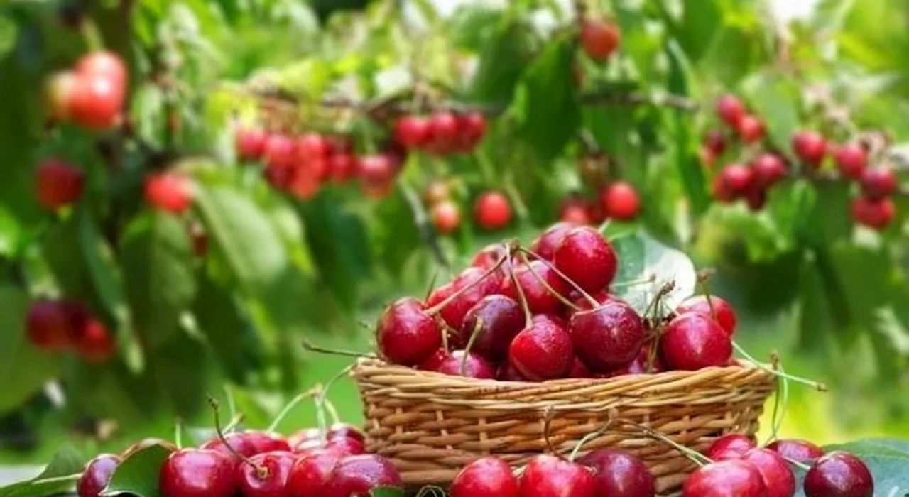 Il paese delle ciliegie ad un'ora e mezza da Roma: qui potrai assaggiare una crostata da record