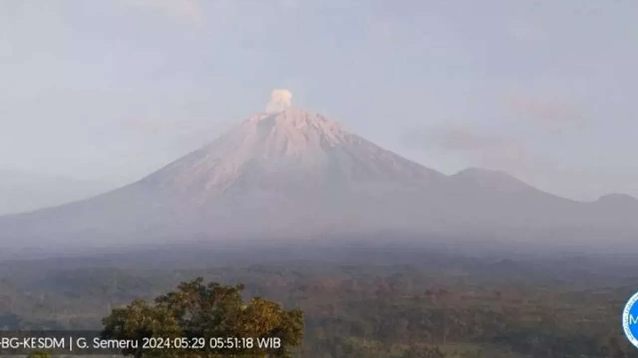 Gunung Semeru Erupsi Lagi, Letusan Abu Vulkanik Capai 500 Meter