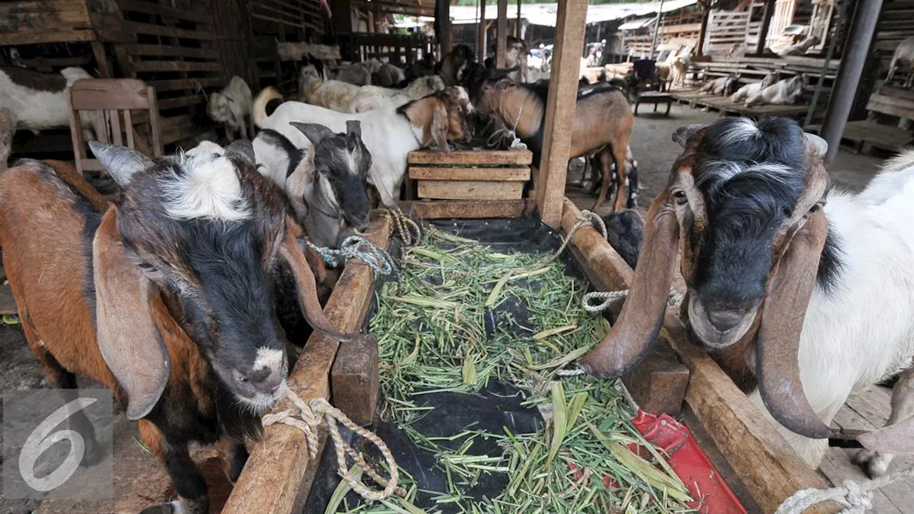 Spesifikasi Kambing yang Dipilih Nabi SAW untuk Qurban: Warna Favorit, Apakah Bertanduk?