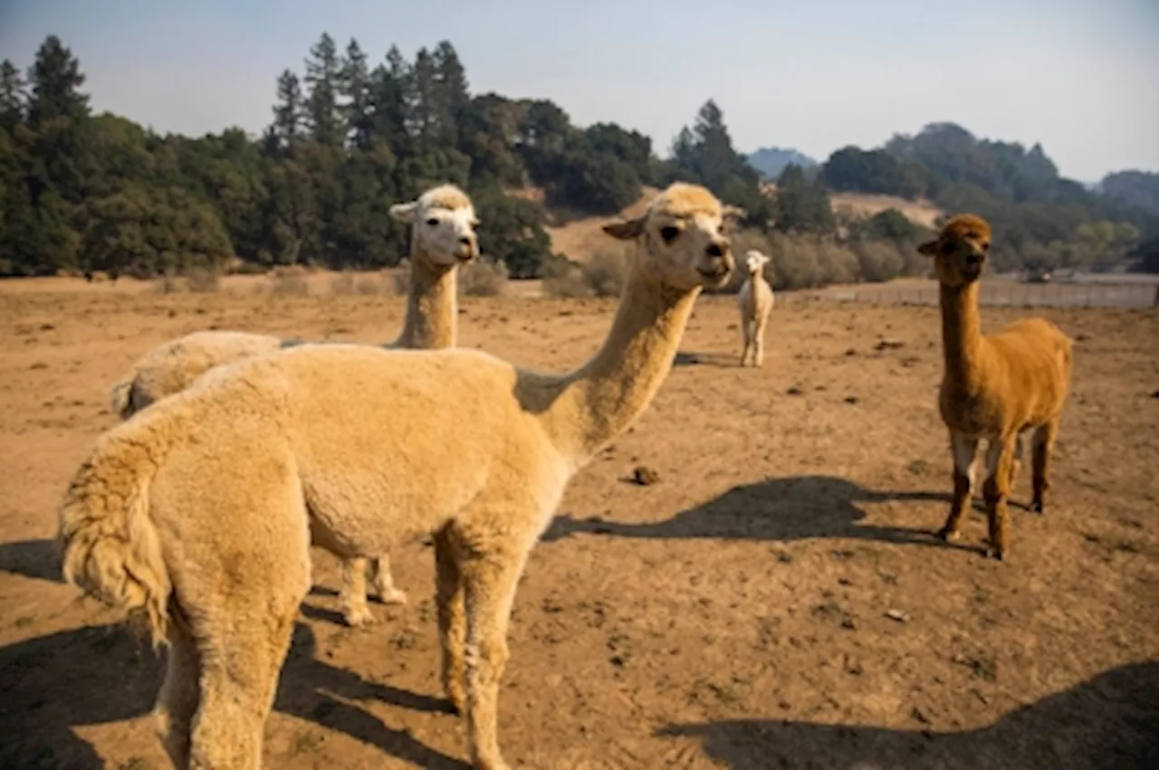 Bird flu detected in alpacas in US for the first time