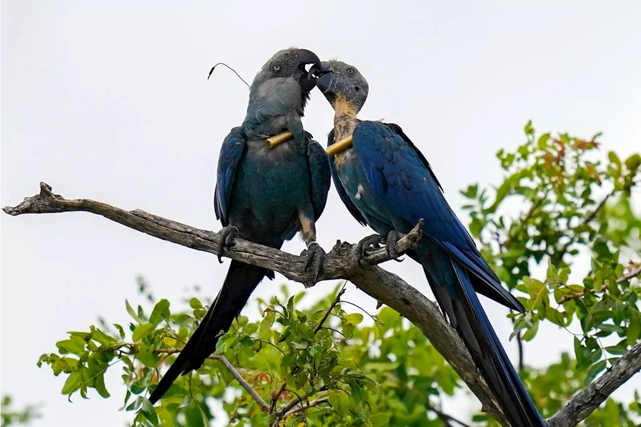 Recovery of Brazil's Spix's macaw, popularized in animated 'Rio' films, threatened by climate change