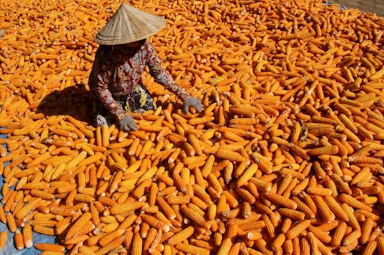 Kemarau, Lamongan Panen Jagung Seluas 21 Ribu Hektare