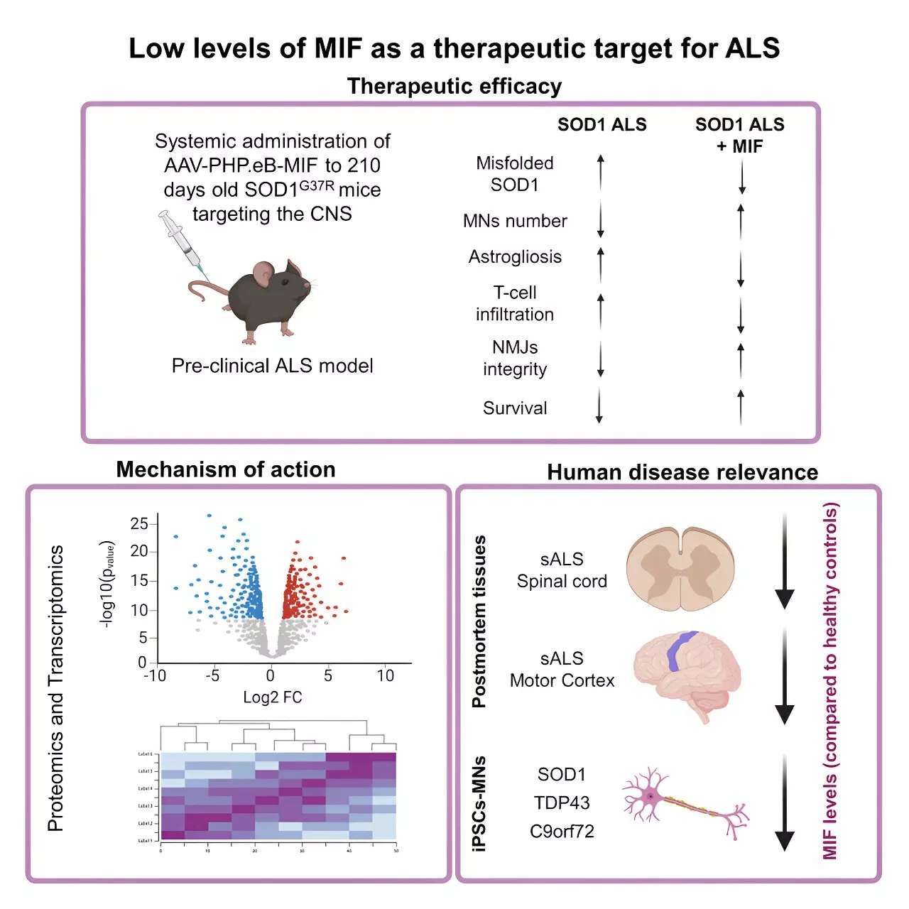 Researchers discover therapeutic potential of increasing MIF protein levels to treat amyotrophic lateral sclerosis