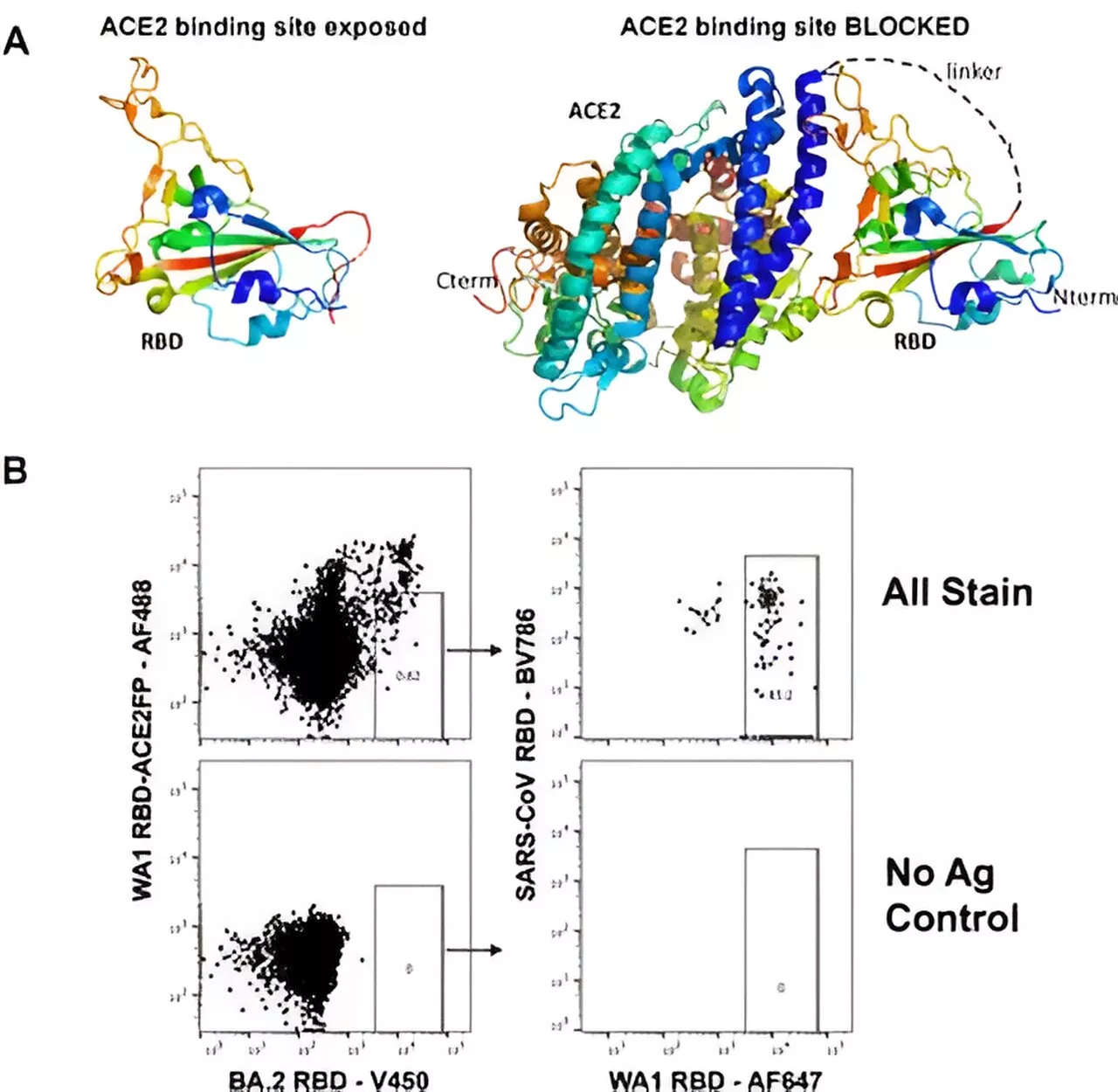 Researchers take step toward development of universal COVID-19 antibodies