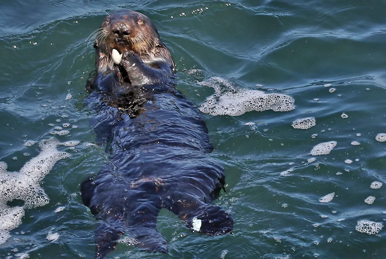 Elusive surfboard-stealing Otter 841 back in Santa Cruz, up to her old tricks