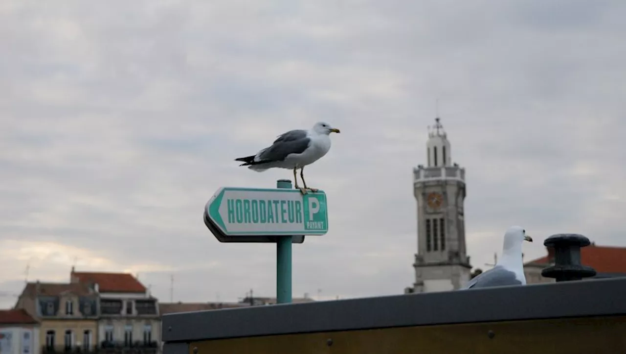 À Sète, le retour de l’arnaque à la fiente d’oiseau : une femme s’est encore fait voler son collier