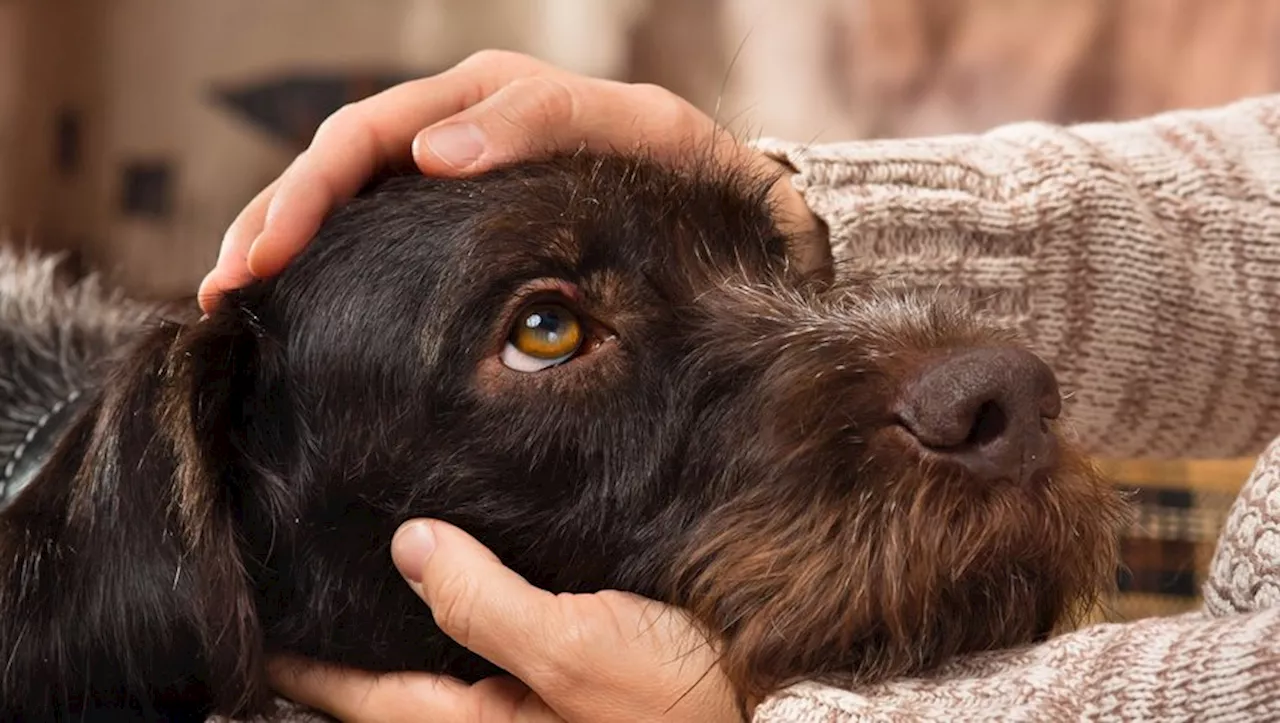 Qu’est-ce que la 'sentience animale' ou le fait de reconnaître des animaux comme des êtres doués de conscience