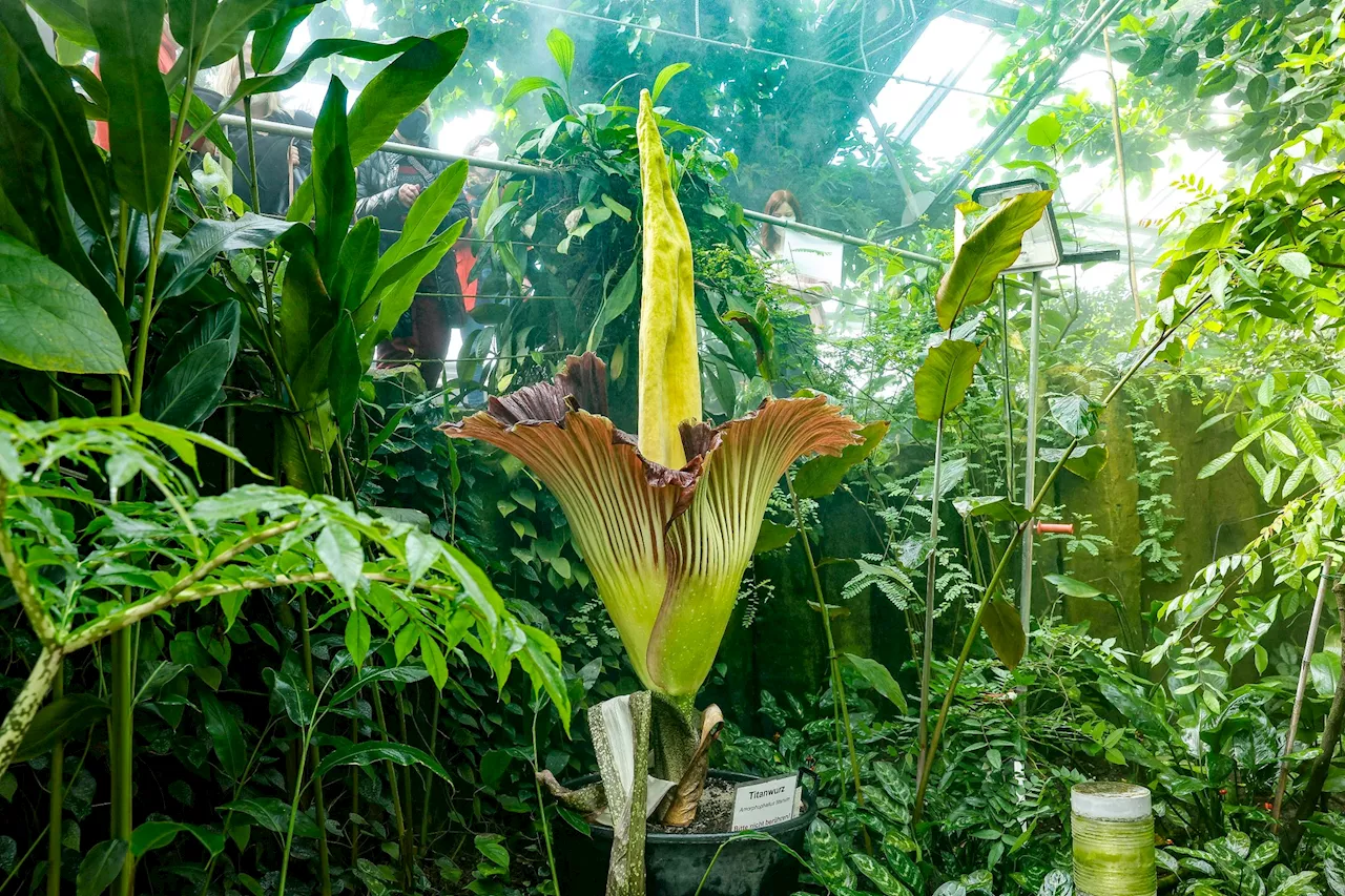 Bayreuther Titanwurz steht vor der Blüte: Größte Blume