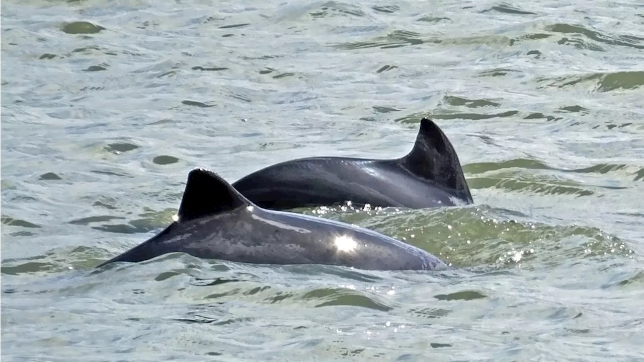 Mehr Schweinswale in der Elbe - Aber auch mindestens zwei tote Tiere