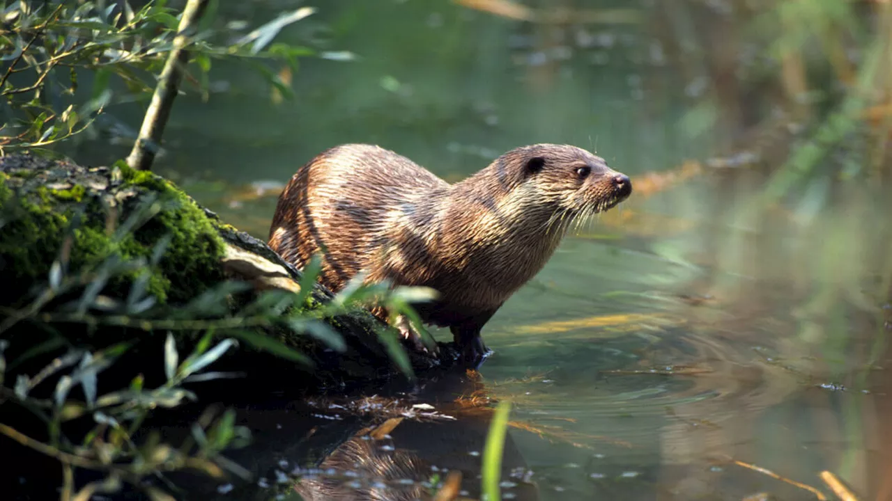 Artenschutz: WWF ortet auch in NÖ Nachholbedarf