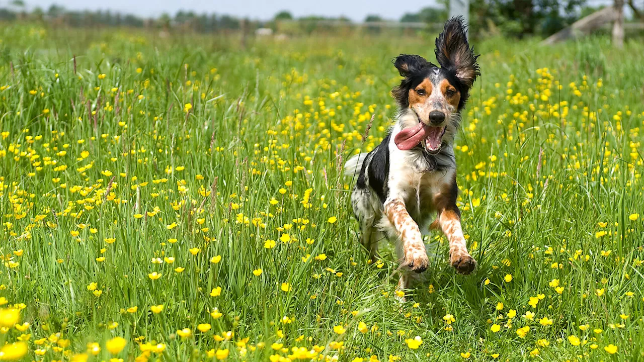 Gift in Weins ausgelegt: Mischlingshund stirbt binnen weniger Stunden