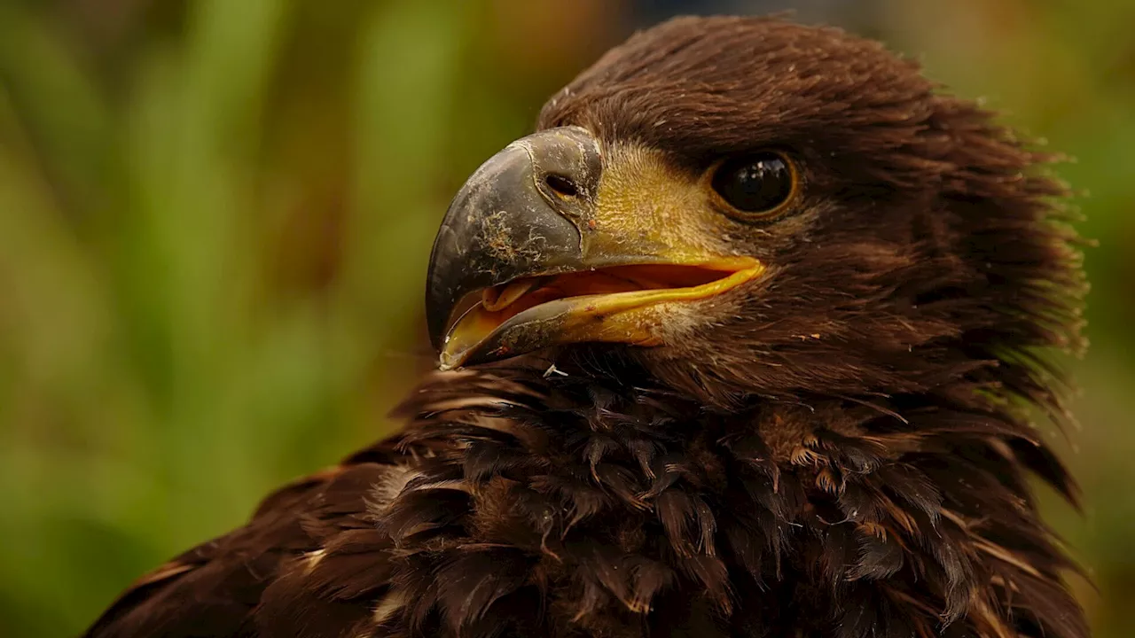 Seeadler brüten auch im Nationalpark Donau-Auen