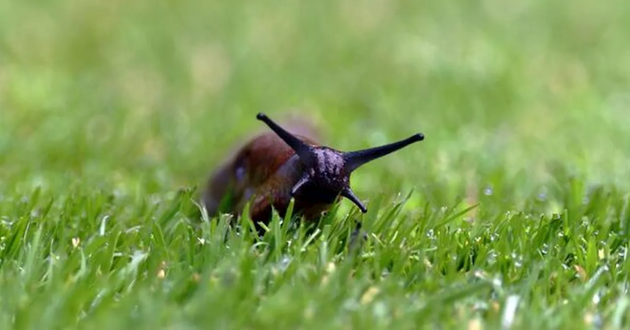 Simple and effective ways to keep slugs out of your garden without using pellets