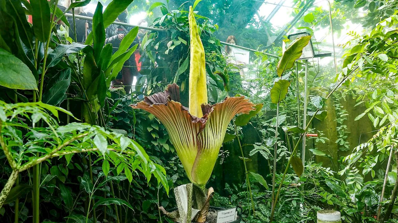 Bayern: Bayreuther Titanwurz steht vor der Blüte: Größte Blume