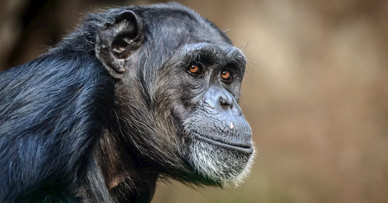 Chimpanzee Drinks from Photographer’s Hands in Mesmerizing Video