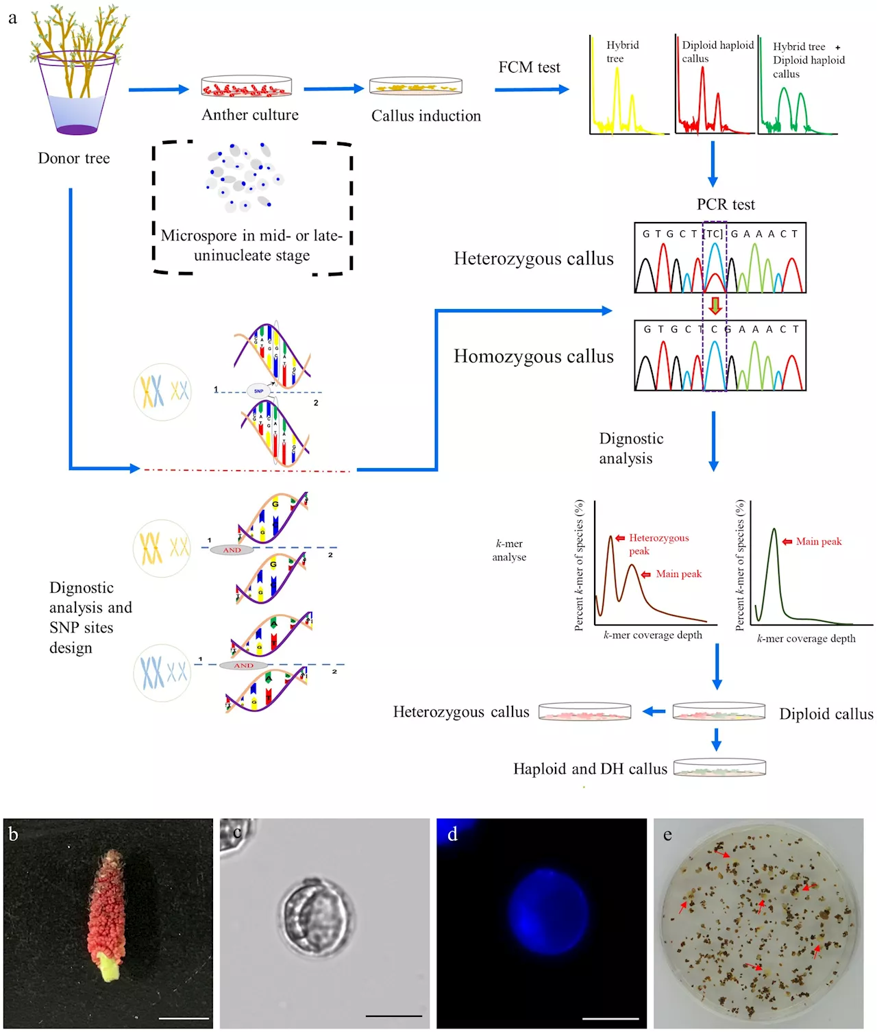 Advancing poplar genomics: Nearly gap-free genome assembly unveils new insights and applications