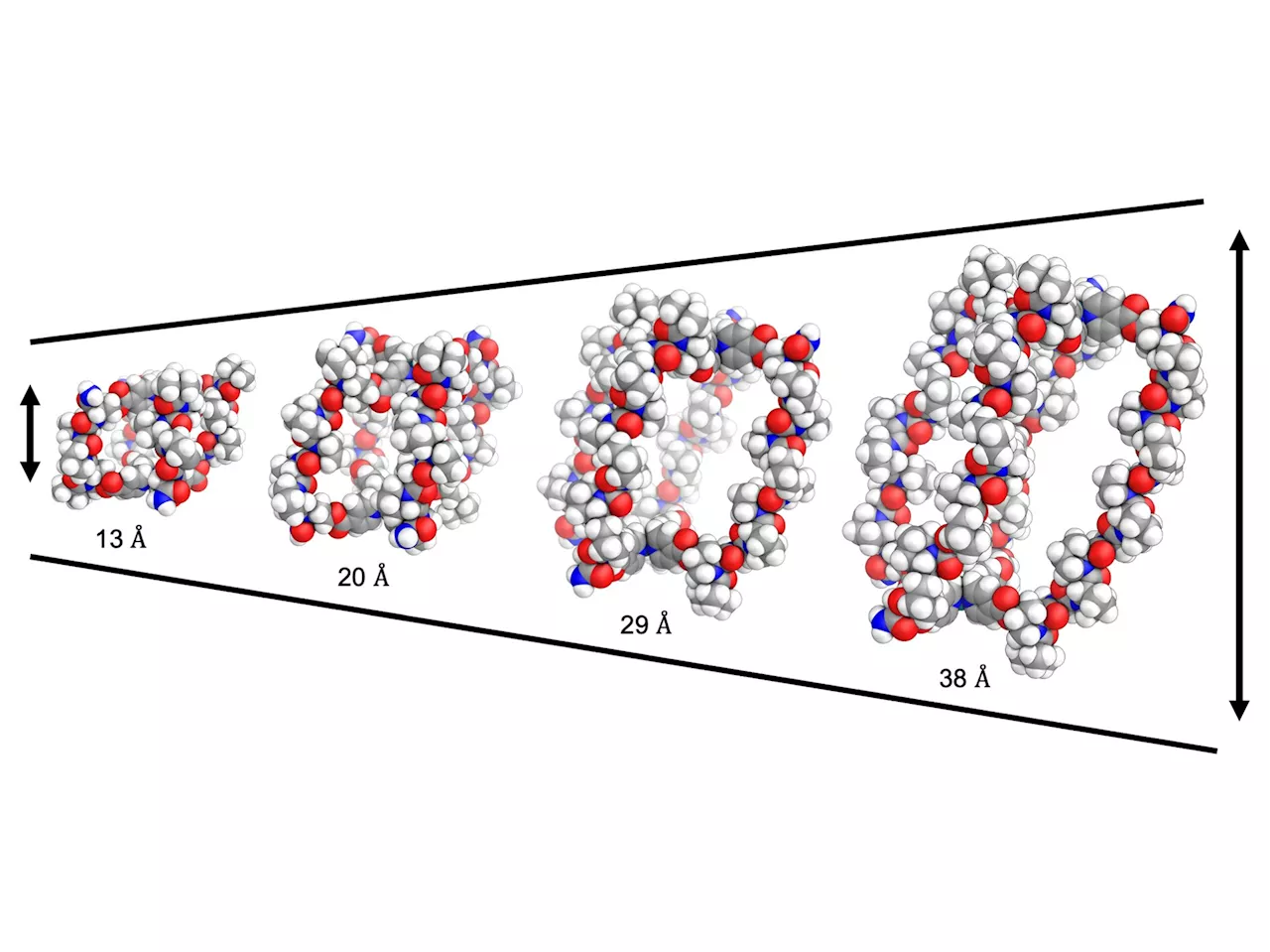 Amino acid found in chicken feathers could deliver chemotherapy drugs and repair enzymes