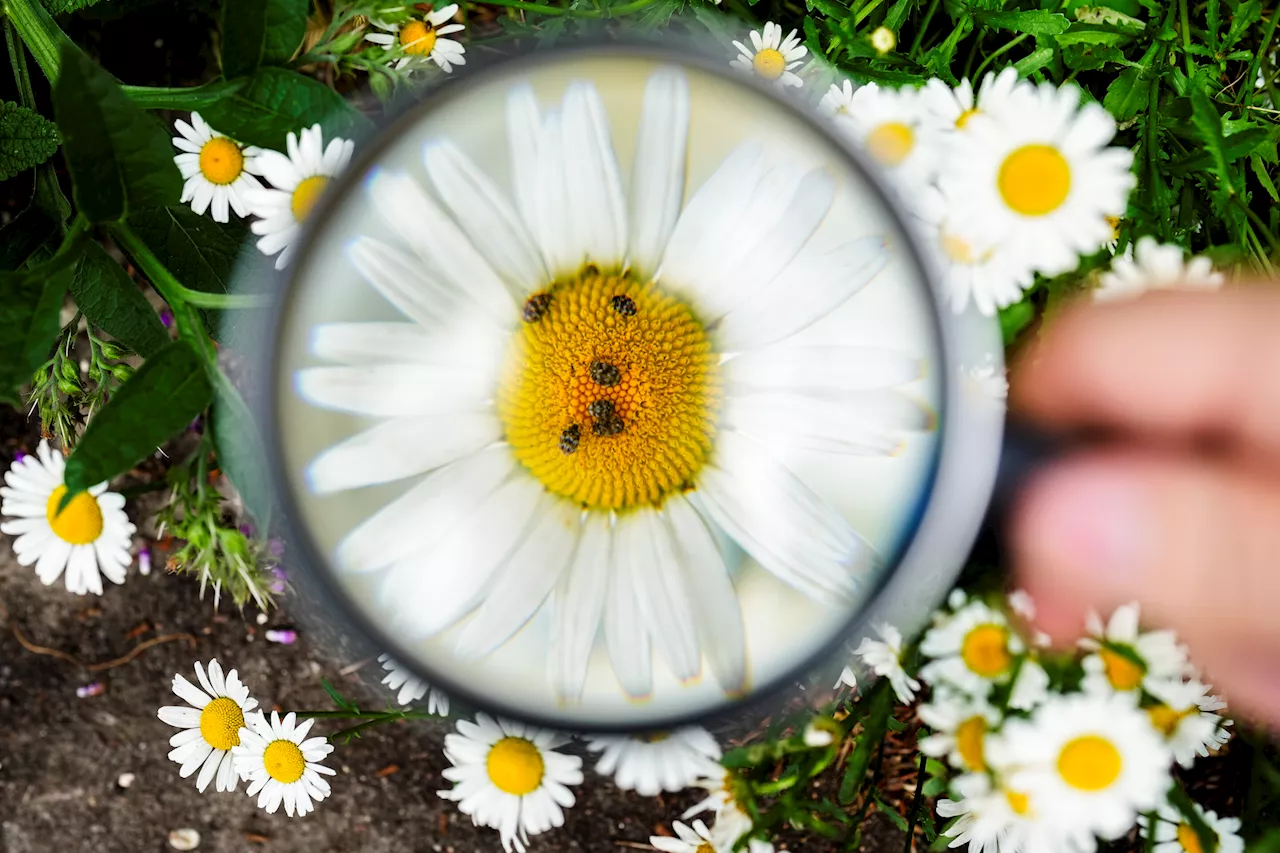 Butterflies, bees, bugs and more: The summer of insect-counting gets underway in Germany