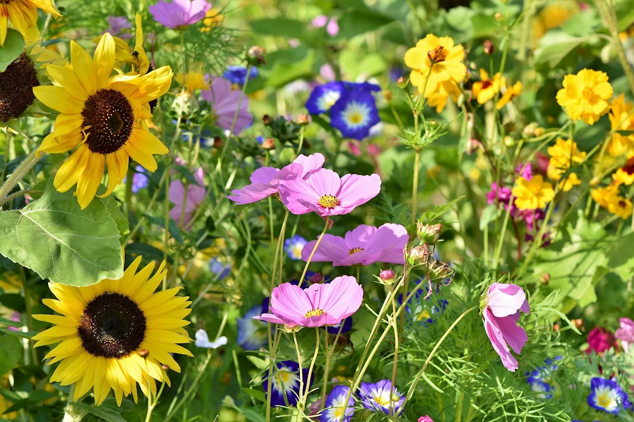 Researchers cataloging plant species are trying to decipher what makes some groups so successful