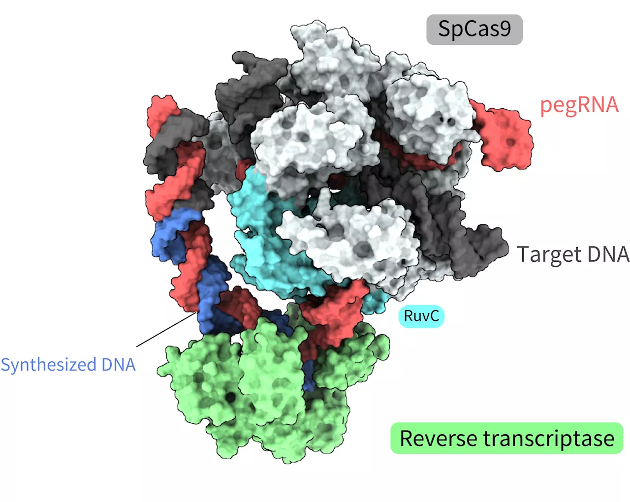 Researchers elucidate the spatial structure and molecular mechanisms of 'prime editor,' a novel gene-editing tool