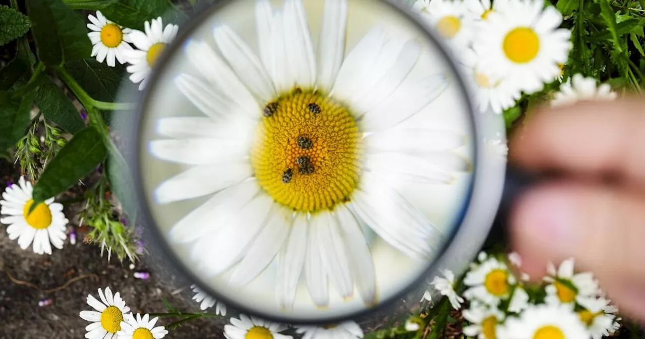 Butterflies, bees, bugs and more: The summer of insect-counting gets underway in Germany