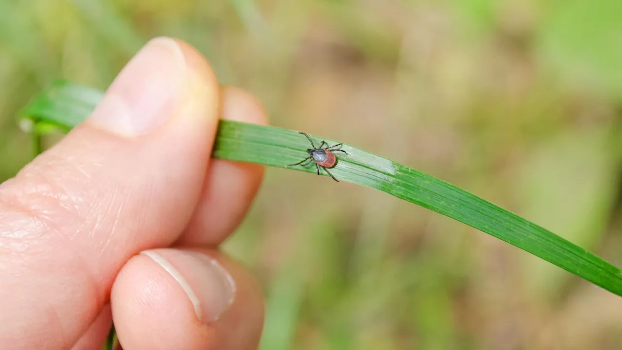 Pflanzen gegen Zecken: So vertreiben Sie die Blutsauger aus dem Garten