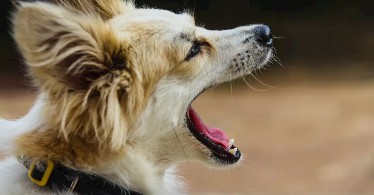 Les chiens souffrent aussi d’allergies au pollen : comment les aider ?