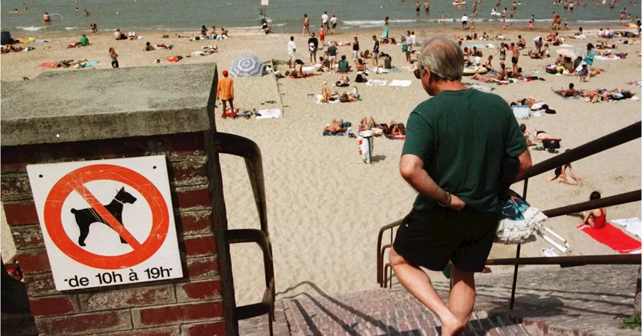 Littoral belge : voici les communes où les chiens sont les bienvenus pendant l’été !