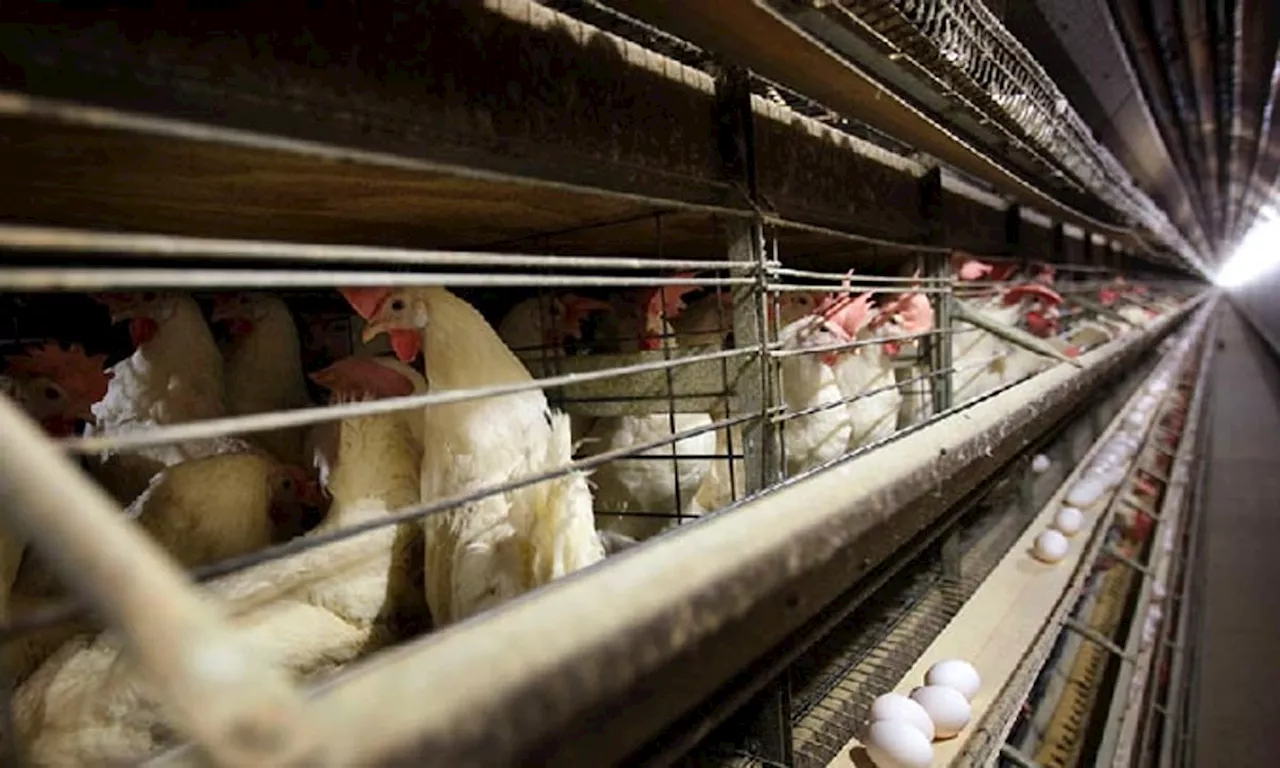 Farmers must kill 4.2 million chickens after bird flu hits Iowa egg farm