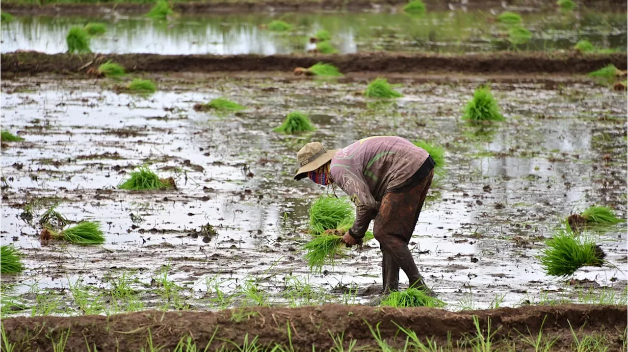 Rains bring hope to farmers