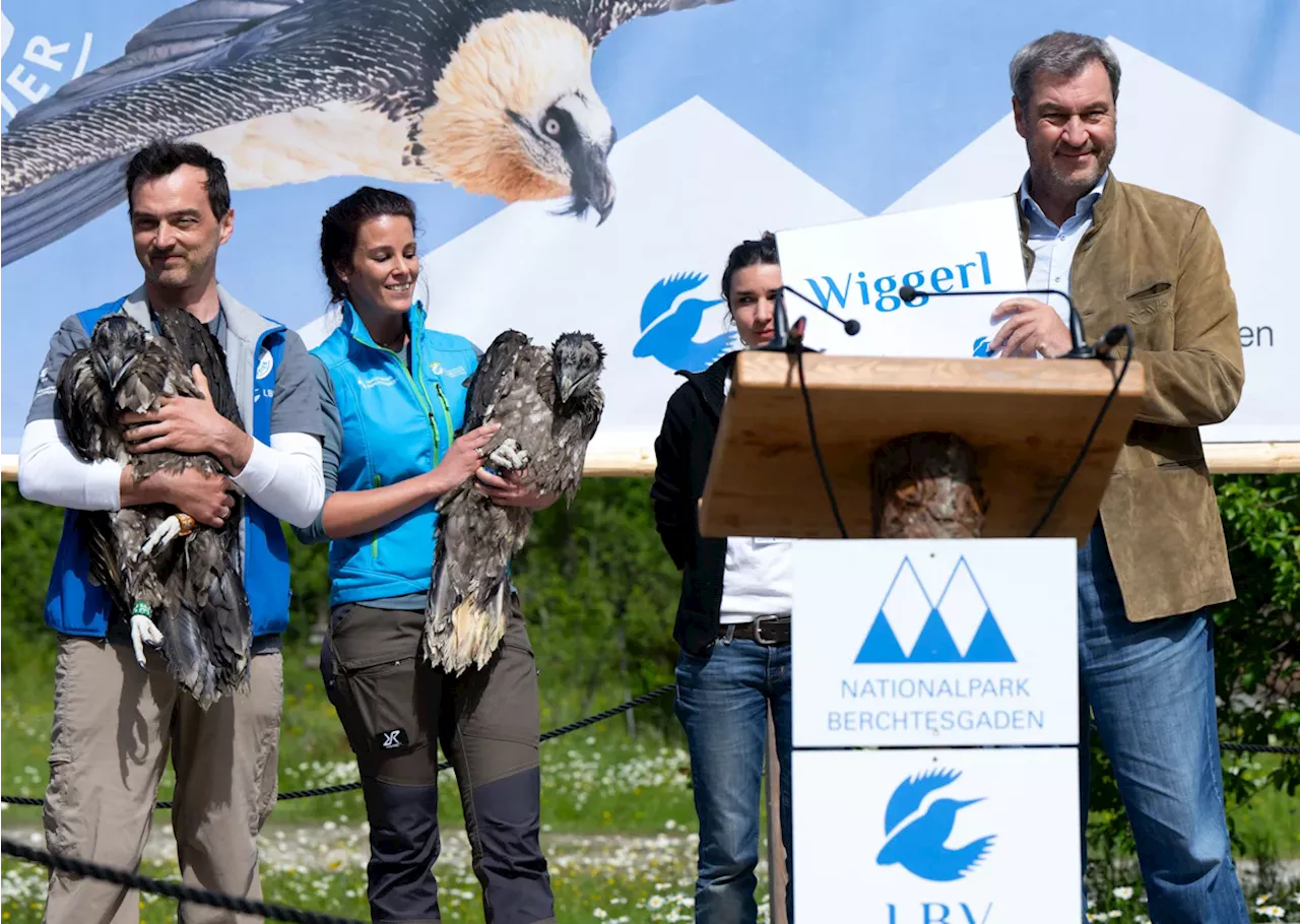 Bayern: Bartgeier Wiggerl und Vinzenz ausgewildert