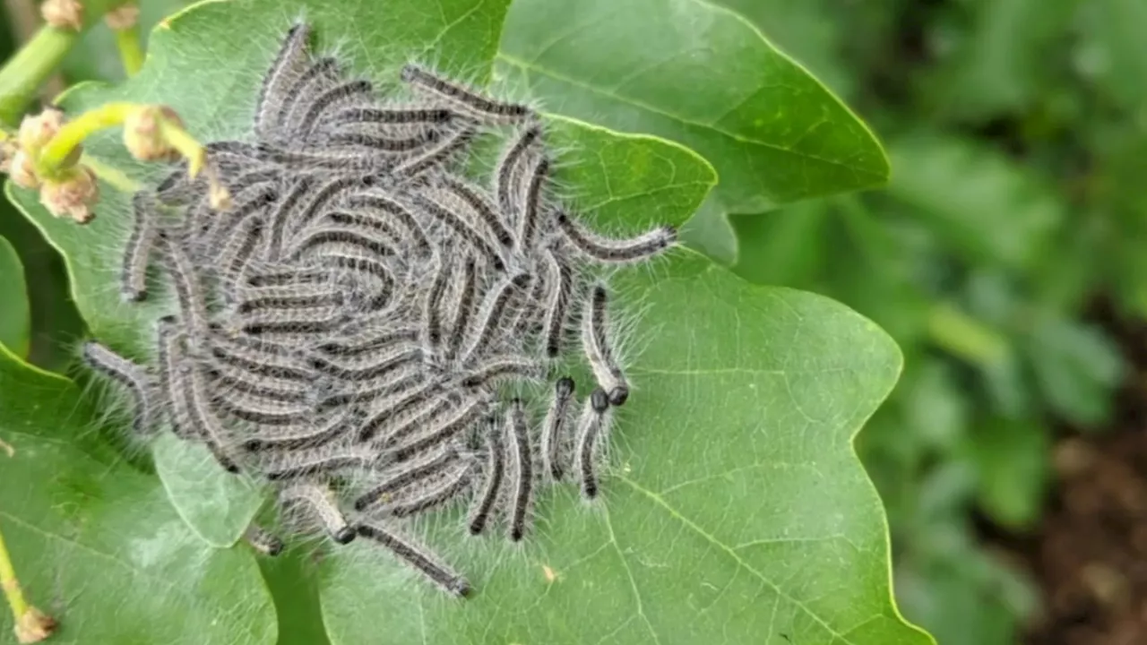 Urgent summer warning over swarm of toxic CATERPILLARS invading UK which cause rashes & make it hard to...