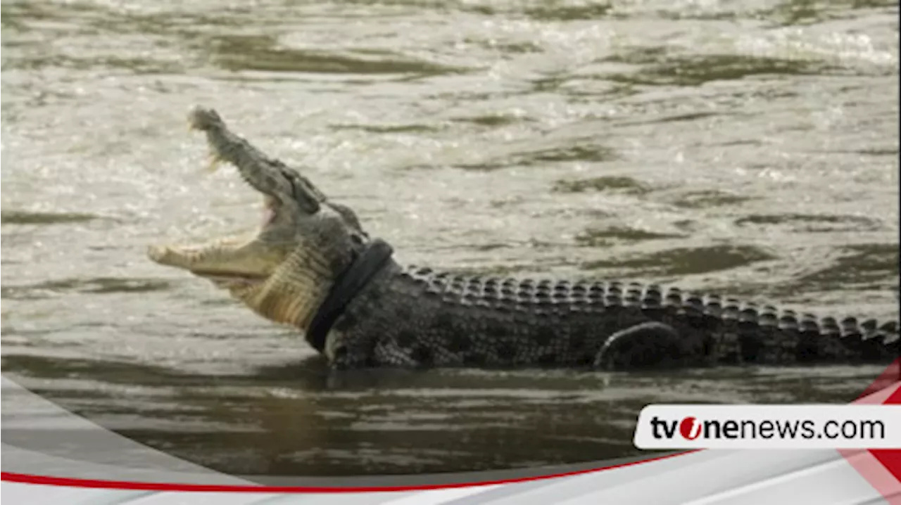 Dikenal Ganas dan Pernah Terkam Dua Warga, Buaya Sepanjang Dua Meter di Mamuju Berhasil Ditangkap