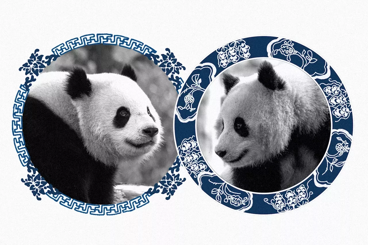 Giant pandas are returning to D.C.’s National Zoo. Meet Bao Li and Qing