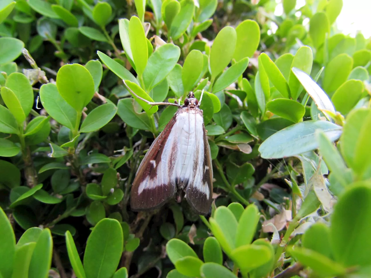 These invasive moths are poised to proliferate across North America