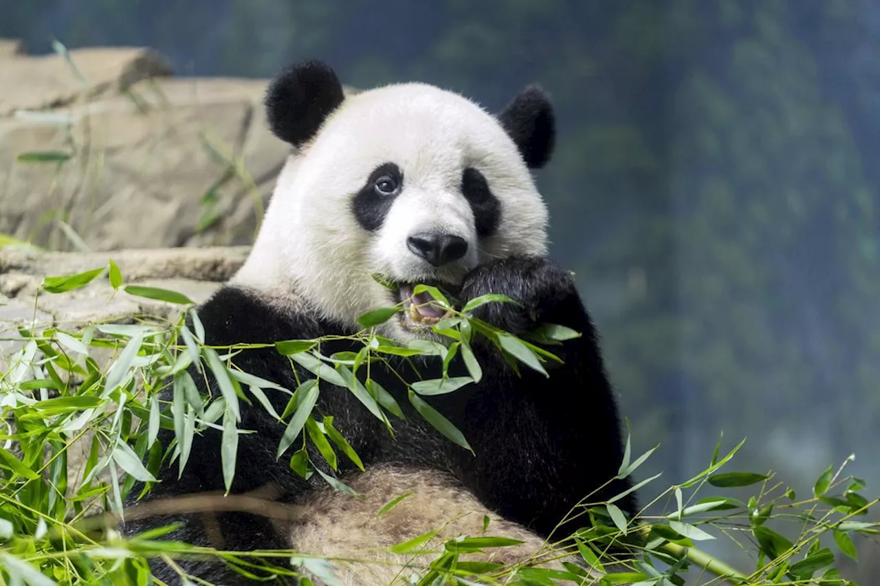 Giant pandas will return to Washington's National Zoo