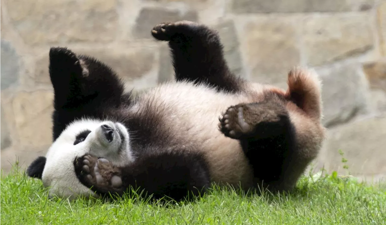 Panda-mania 2.0 -- D.C.'s National Zoo to get two new pandas from China